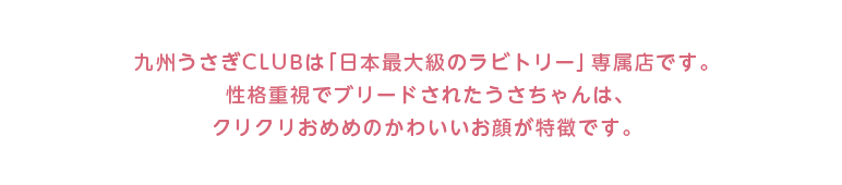 九州うさぎCLUBは「日本最大級のラビトリー」専属店です。性格重視でブリードされたうさちゃんは、クリクリおめめのかわいいお顔が特徴です。