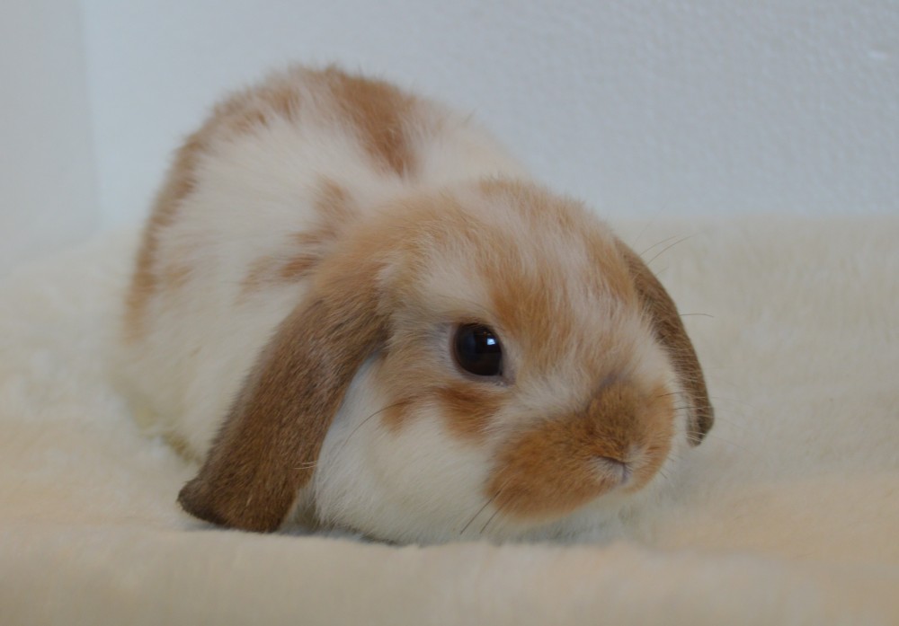 HLブロークンオレンジ9/10♂（T51） - 九州うさぎCLUB | 福岡市東区の