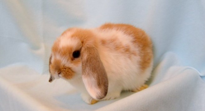 HLブロークンオレンジ9/19♂（O12） - 九州うさぎCLUB | 福岡市東