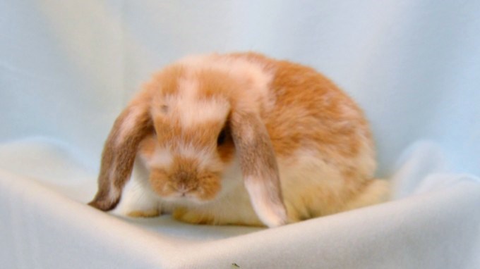 HLブロークンオレンジ9/19♂（O12） - 九州うさぎCLUB | 福岡市東