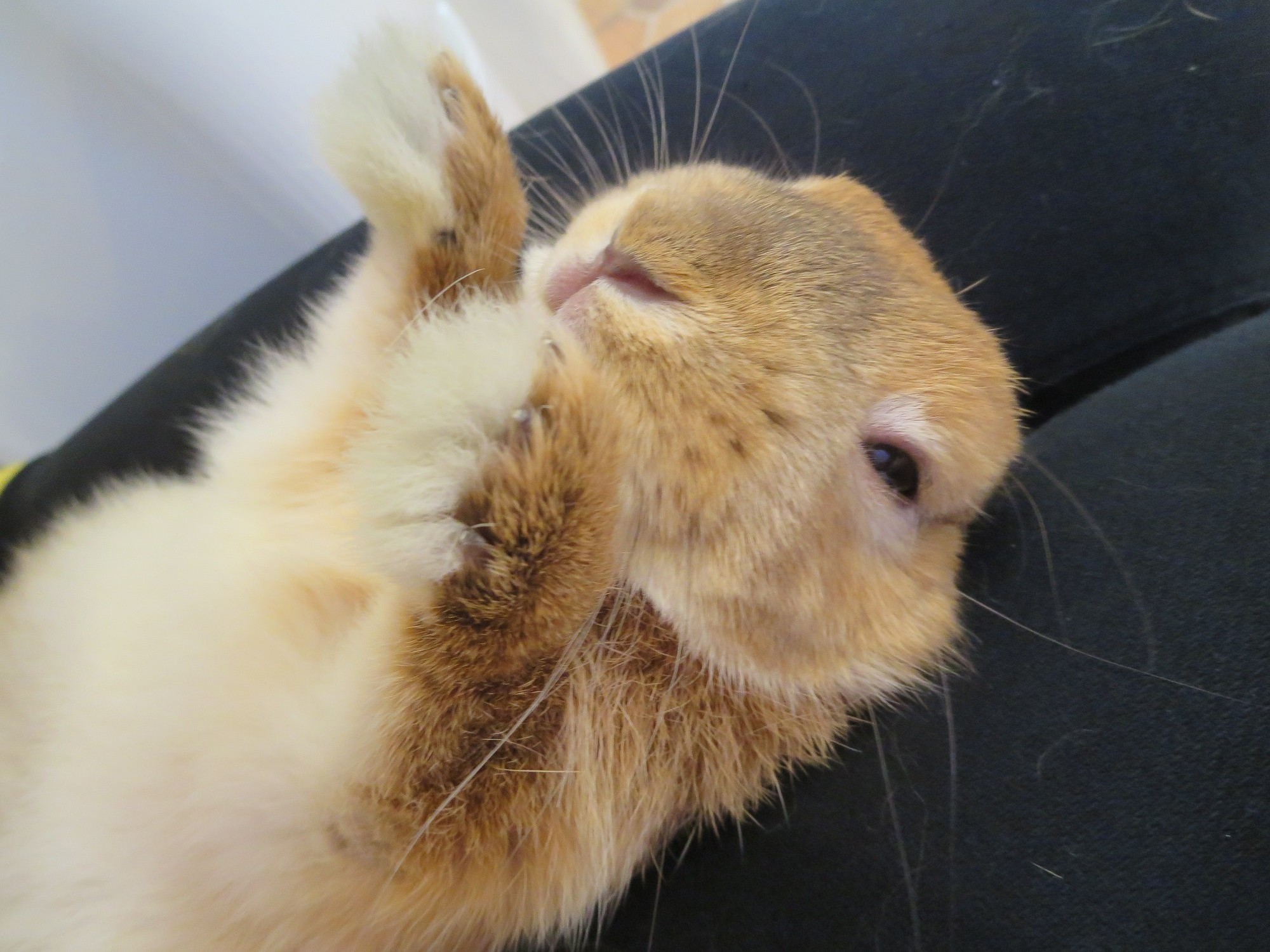 会社員うさぎ  185151475.jpg?cmsp_timestamp=