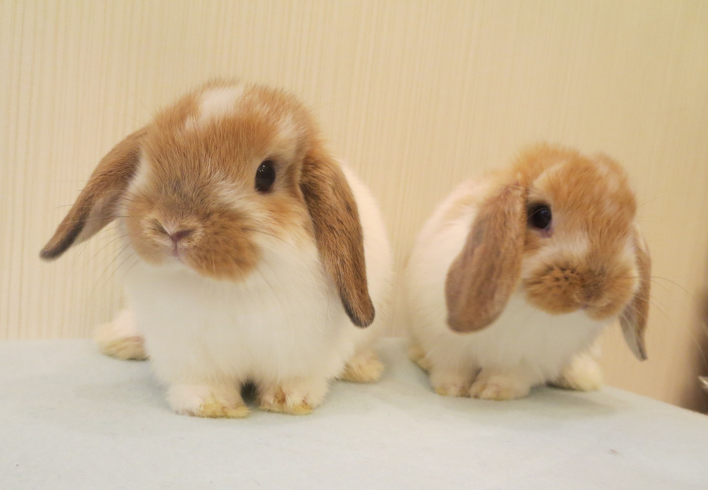 BKNオレンジの兄妹(*^。^*) - 九州うさぎCLUB | 福岡市東区の