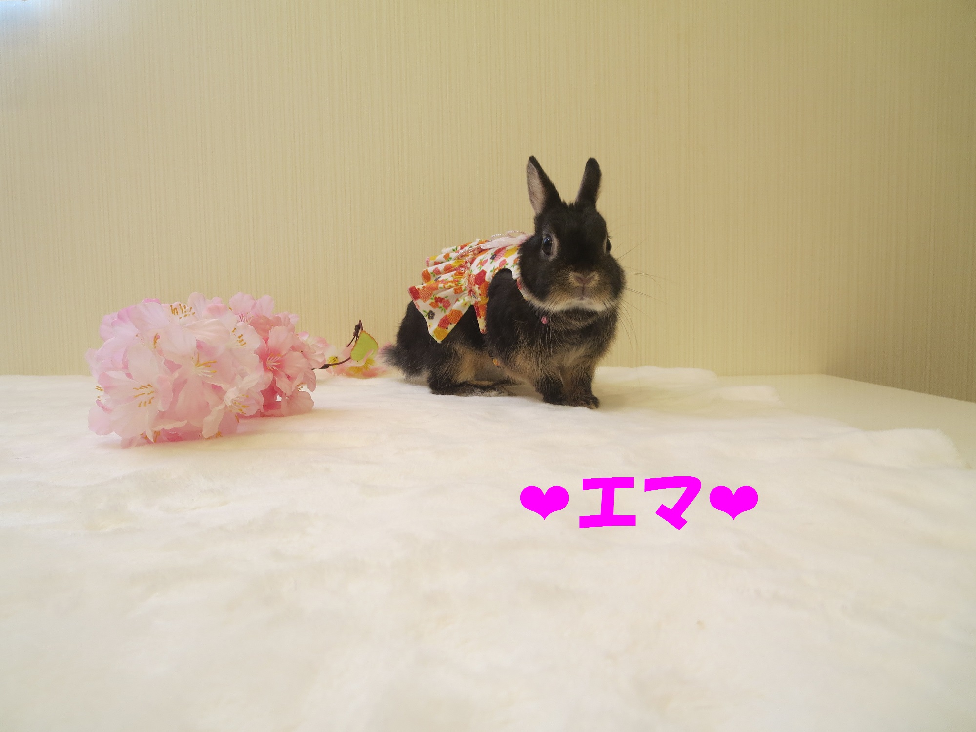 アメリカンラビット専門店 九州うさぎclub ひな祭り エマちゃん 九州うさぎclub 福岡市東区のネザーランドドワーフ ホーランドロップ専門店