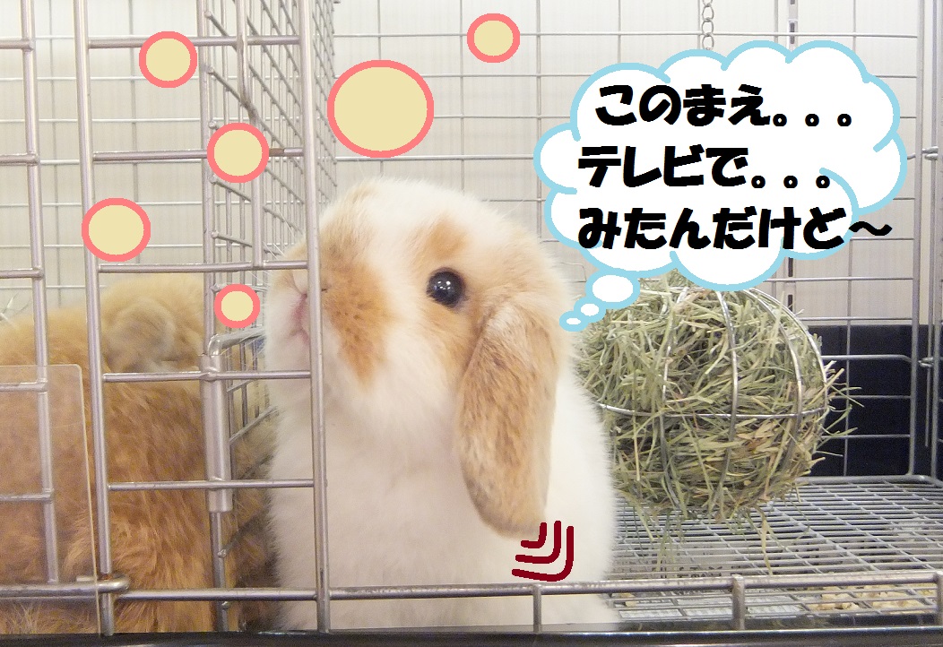 うさぎドリル 九州うさぎclub 福岡市東区のネザーランドドワーフ ホーランドロップ専門店 うさぎドリル 九州うさぎclub 福岡市東区のネザーランドドワーフ ホーランドロップ専門店