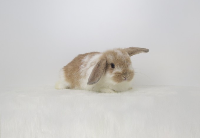 IMG_4393 - コピー