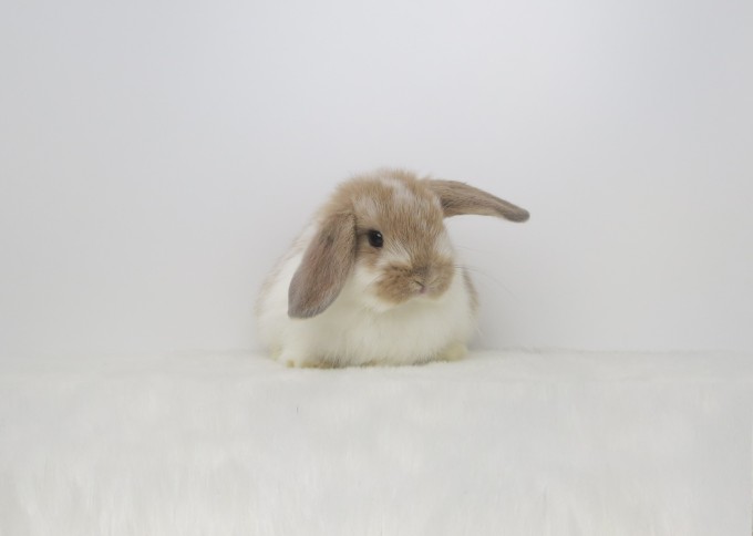 IMG_4428 - コピー