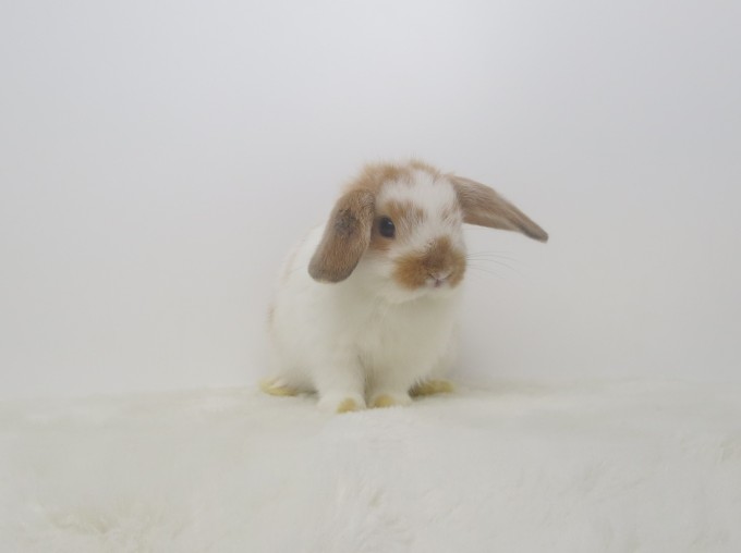 IMG_7174 - コピー