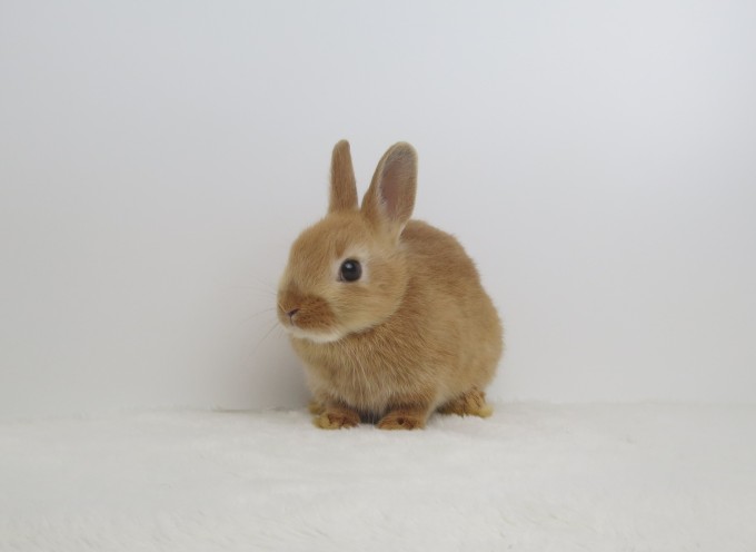 IMG_4898 - コピー