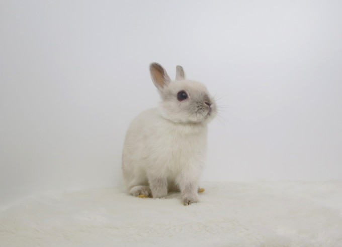 IMG_4560 - コピー