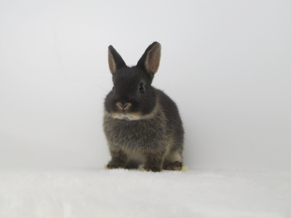 NDブラックオター4/14♂(LG) - 九州うさぎCLUB | 福岡市東区の