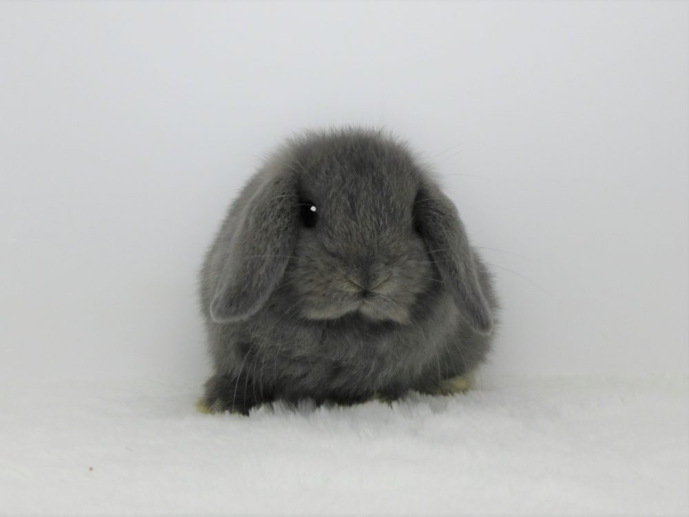 HLブルー8/3♂(A55) - 九州うさぎCLUB | 福岡市東区のネザーランド