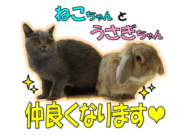 うさぎ ねこ 仲良くなります🎵 - 九州うさぎCLUB | 福岡市東区の
