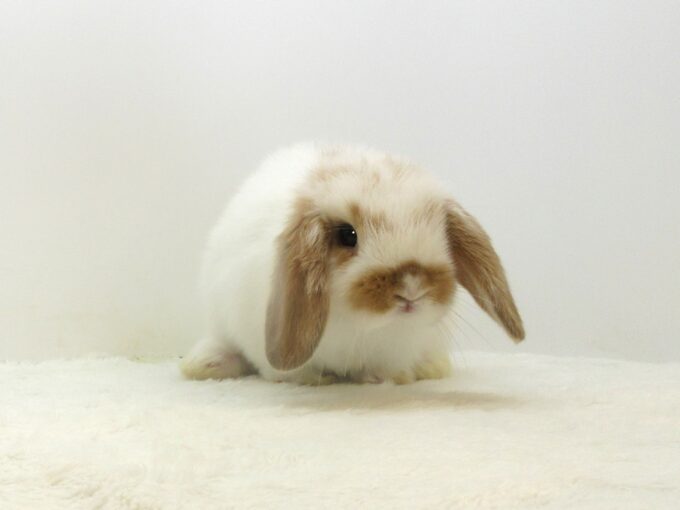 HLブロークンオレンジ9/20♂(S35) - 九州うさぎCLUB | 福岡市東区の