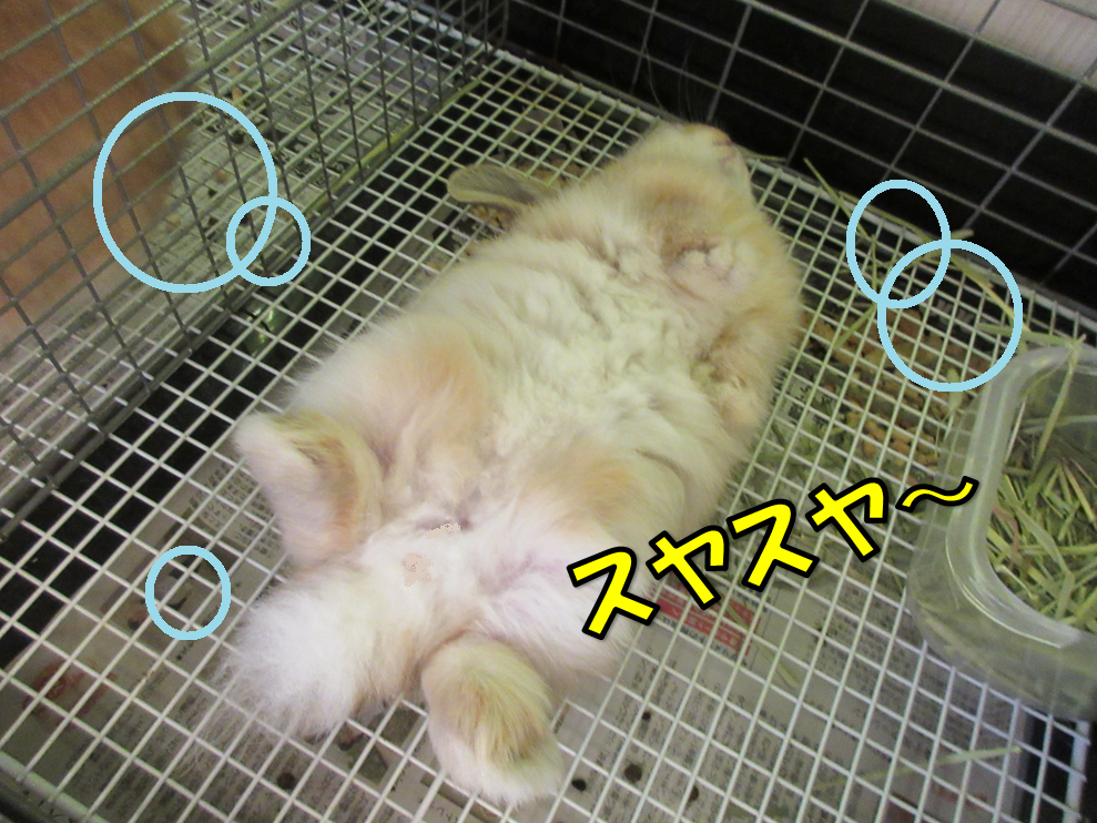 うさぎ へそ天💤 - 九州うさぎCLUB | 福岡市東区のネザーランド