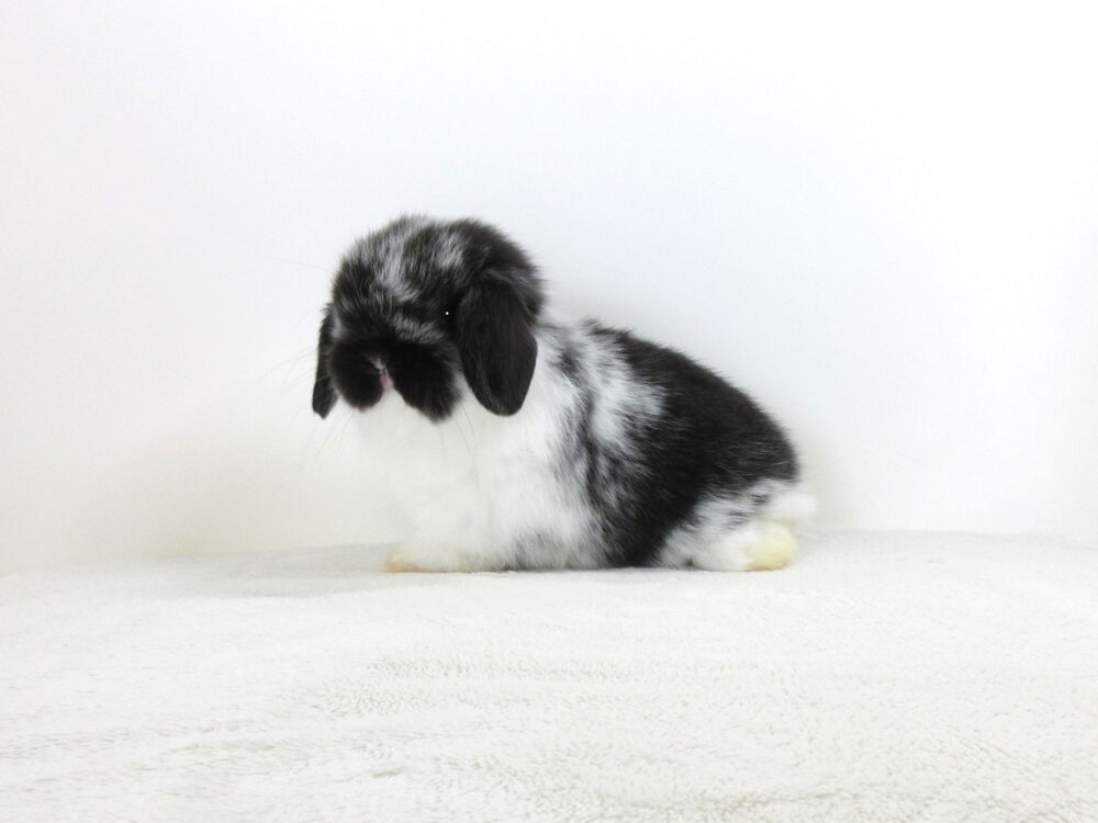 HLブロークンブラック6/22♂(1UR) - 九州うさぎCLUB | 福岡市東区の