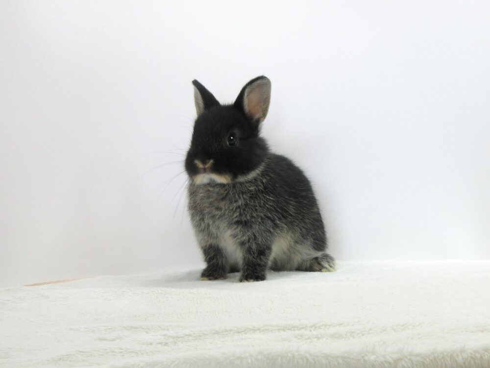 NDブラックオター7/16♂ - 九州うさぎCLUB | 福岡市東区のネザーランド