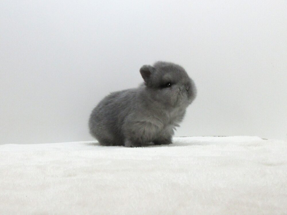 NDセーブルポイント5/2♀(G2) - 九州うさぎCLUB | 福岡市東区の