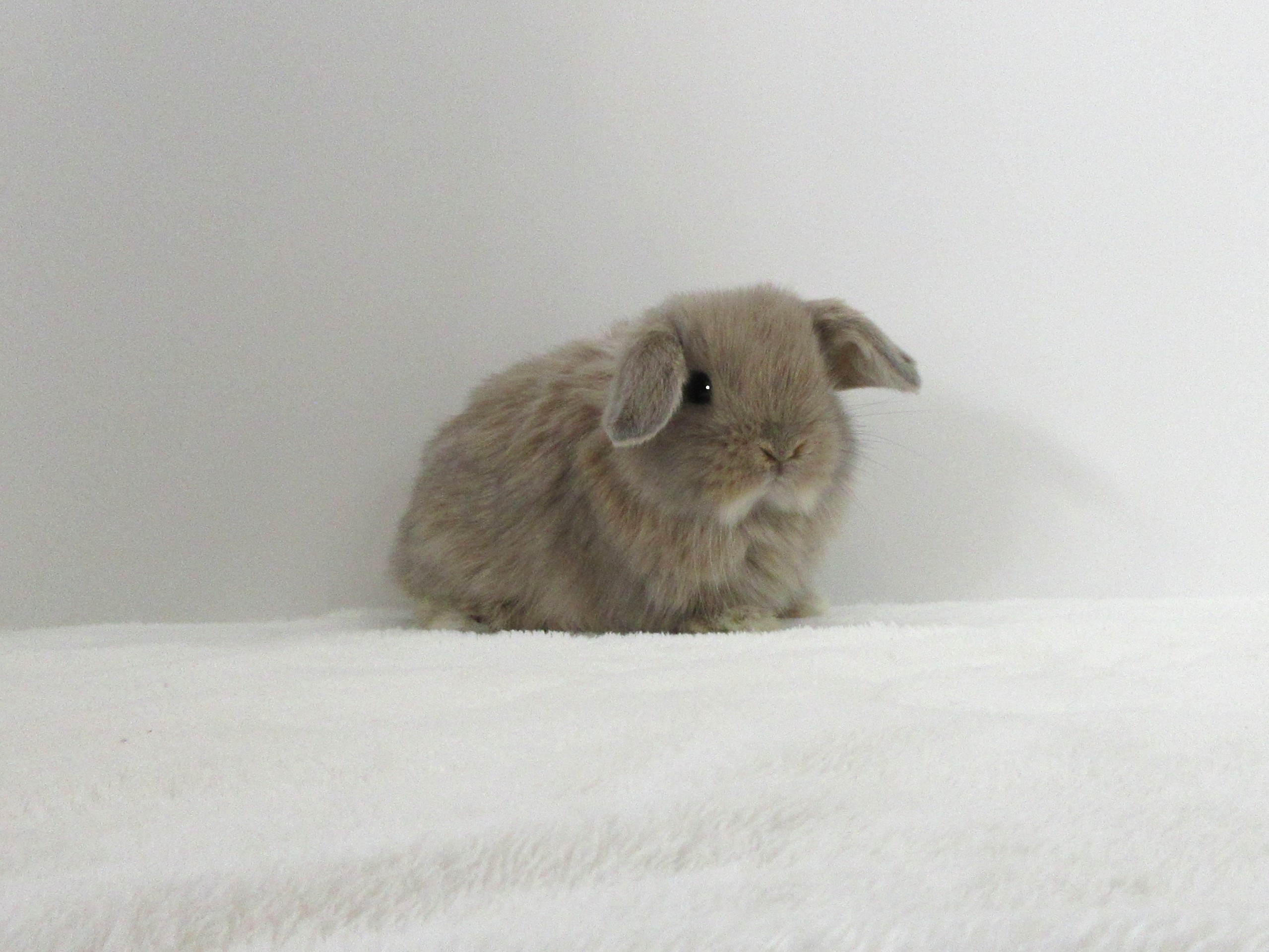 HLリンクス7/17♂(9VS) - 九州うさぎCLUB | 福岡市東区のネザーランド