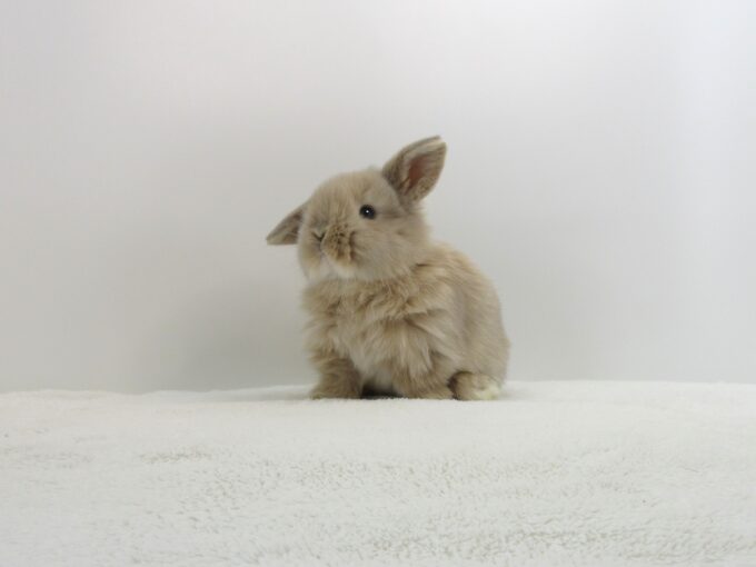 HLクリーム8/15♂(2RI) - 九州うさぎCLUB | 福岡市東区のネザーランド