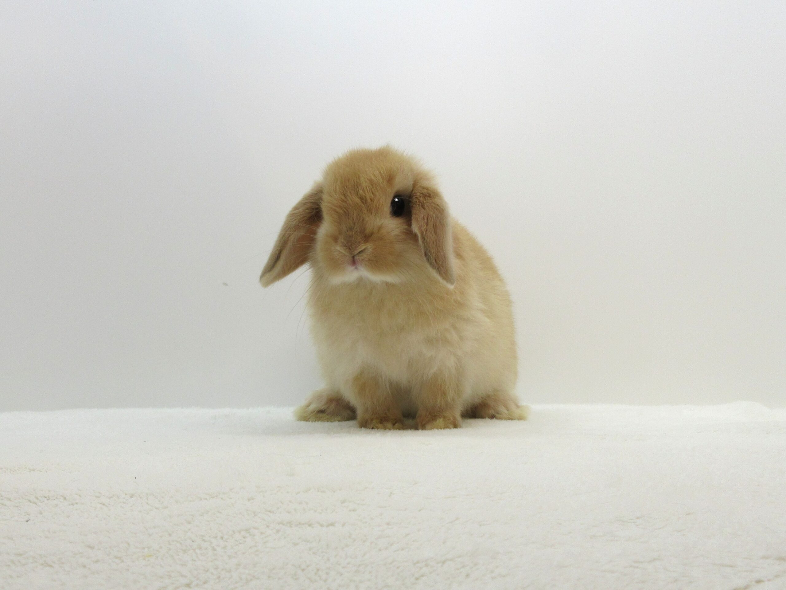 HLオレンジ9/18♀(D1V) - 九州うさぎCLUB | 福岡市東区のネザーランド