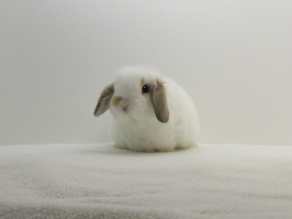 HLブロークンオレンジ11/13♀(3ZI) - 九州うさぎCLUB | 福岡市東区の