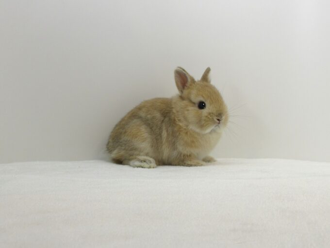 NDオレンジ11/8♀(1F) - 九州うさぎCLUB | 福岡市東区のネザーランド