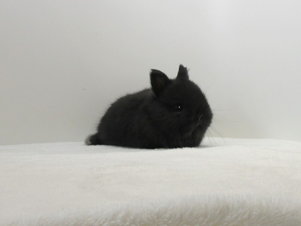 NDブラック11/8♂(2F) - 九州うさぎCLUB | 福岡市東区のネザーランド