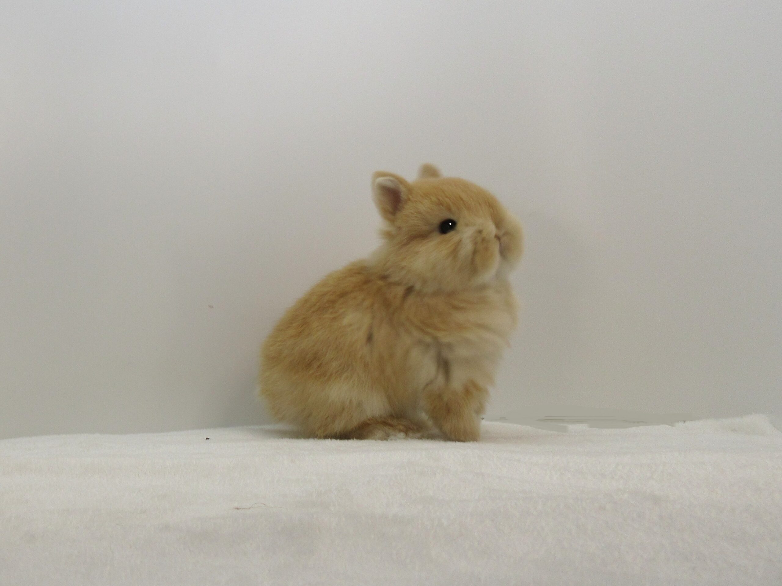 NDオレンジ12/14♂(2A) - 九州うさぎCLUB | 福岡市東区のネザーランド